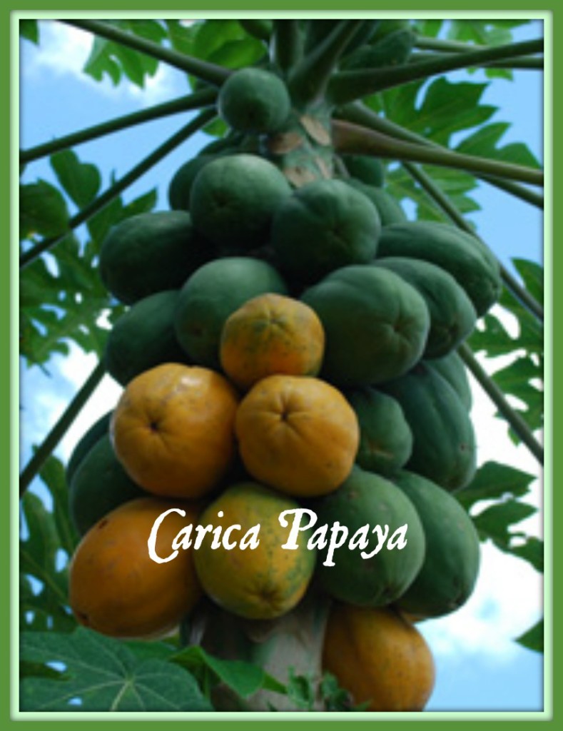 Carica Papaya Rom Antique 800