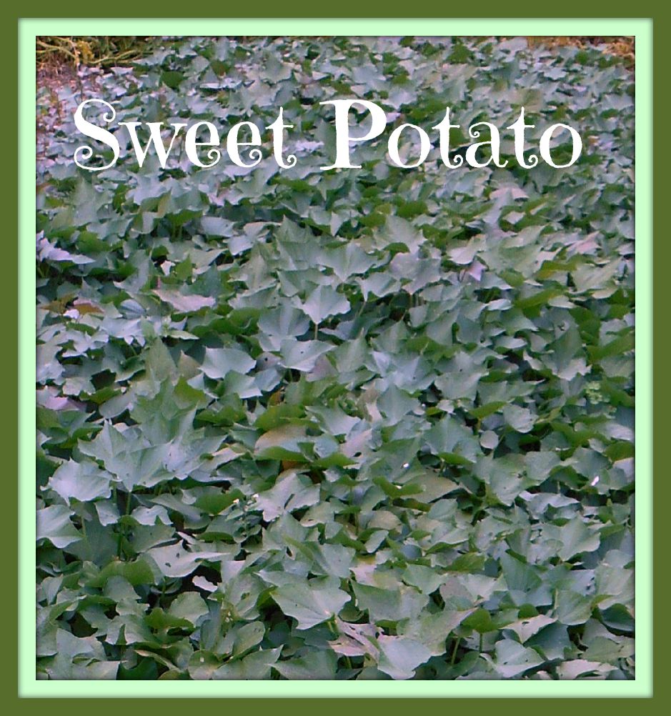 Sweet Potato fr