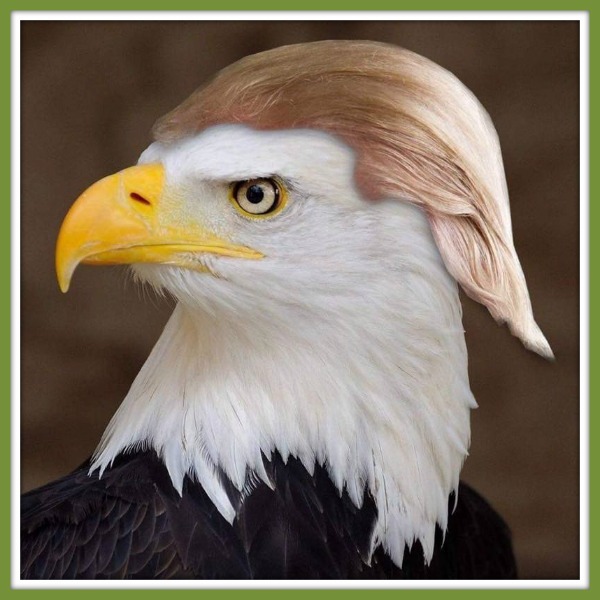 The eagle has blonded!