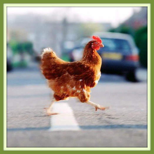 chicken crossing