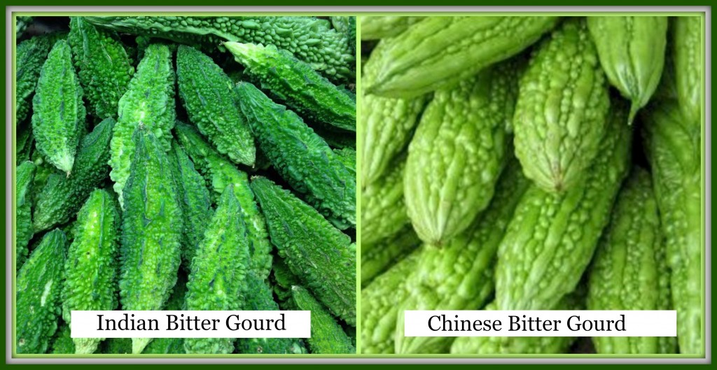 The two popular types of Asian bitter gourd available in our local market - Indian and Chinese.