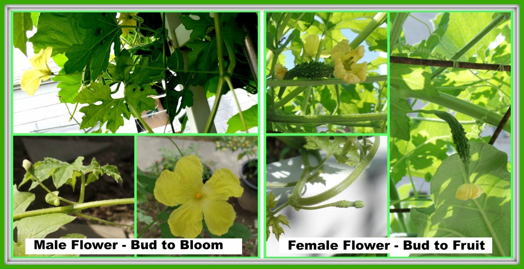 Collage on the left is how the male flower looks like from bud to full bloom, clockwise. Whereas, the right collage consists of pictures of the female flower from bud stage to fully formed fruit.