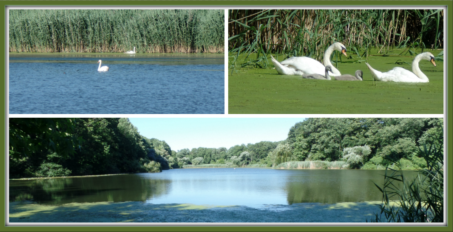 Teeming with life, this tranquil lake is where all these colorful weeds thrive around. Complete with a proud pair of swans showing off their newest cygnets this summer. Perfect!
