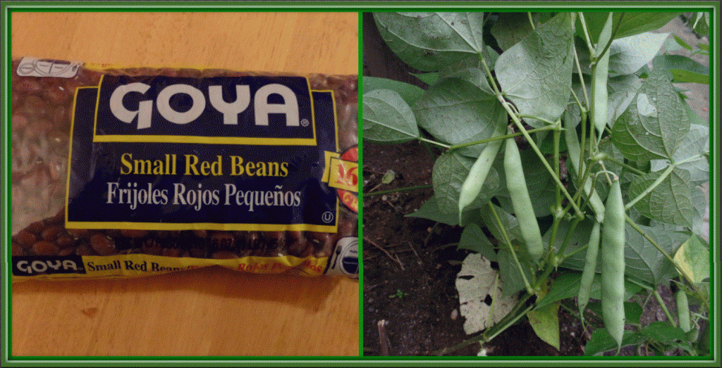 The Small Red Beans I planted to boost the nematode population in my garden soil.