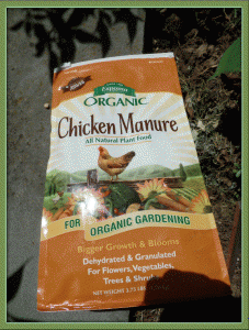 The organic manure I used as fertilizer.